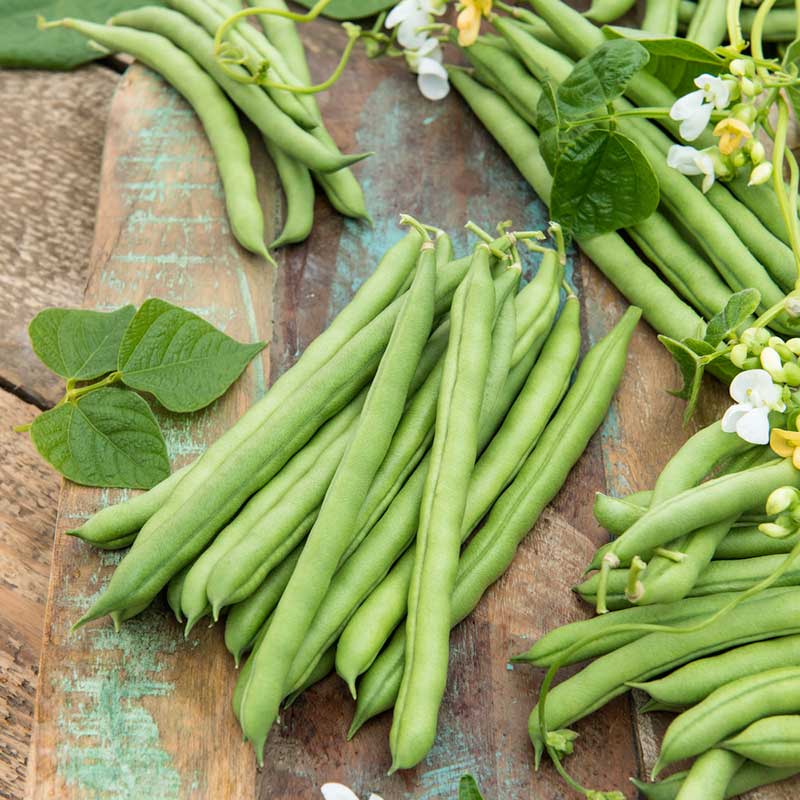 A close-up of green pole beans clustered, freshly harvest, on a dark background. | copyright: Floramedia UK Ltd