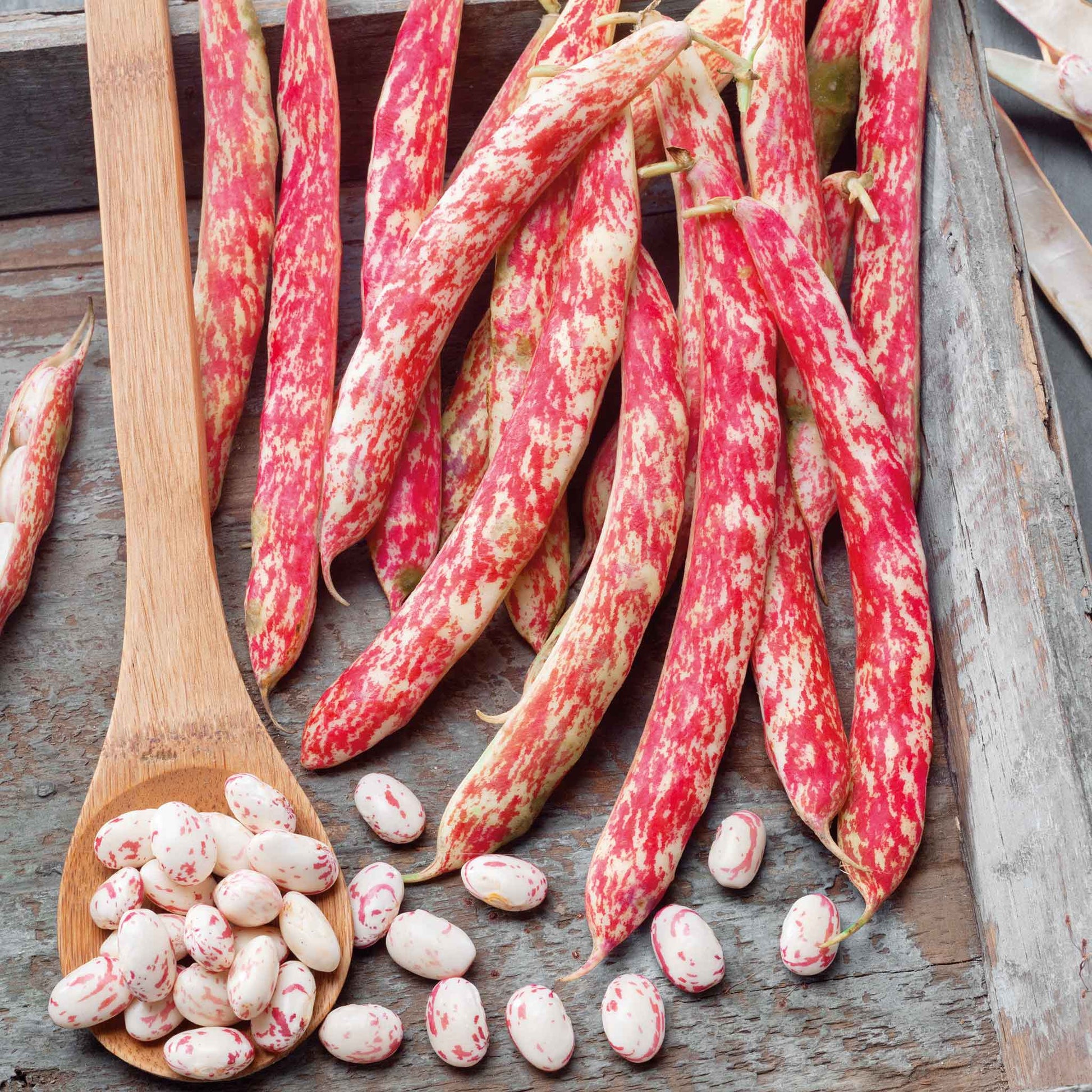 Close-up of several mottled, oblong borlotto beans with reddish-brown streaks and speckles on a white background.
