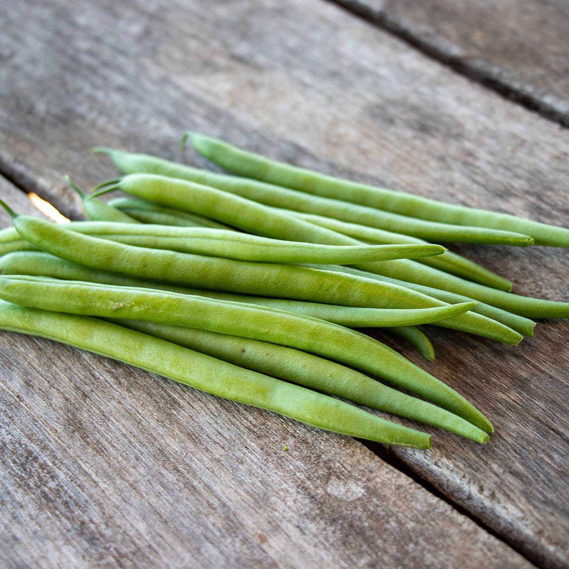 A close-up shot of green Elegance bush bean pods on the vine on a neutral background.