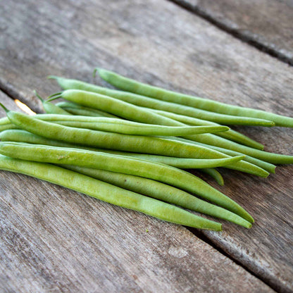 A close-up shot of green Elegance bush bean pods on the vine on a neutral background.