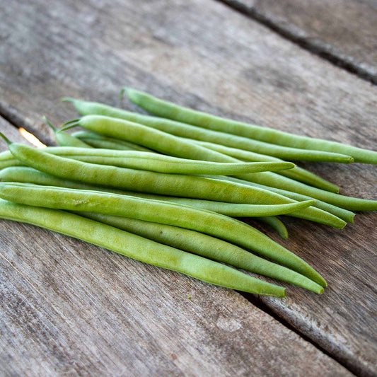 A close-up shot of green Elegance bush bean pods on the vine on a neutral background.