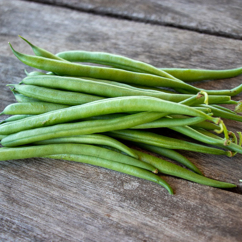 A close-up shot of green Elegance bush bean pods on the vine on a neutral background.