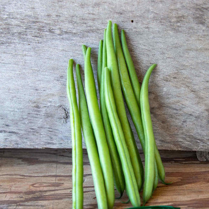 A close-up shot of green Elegance bush bean pods on the vine on a neutral background.
