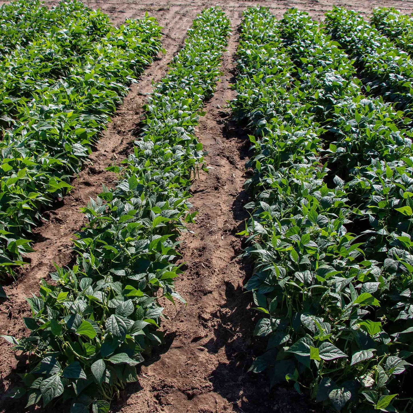 Rows of Elegance beans growing in a garden.
