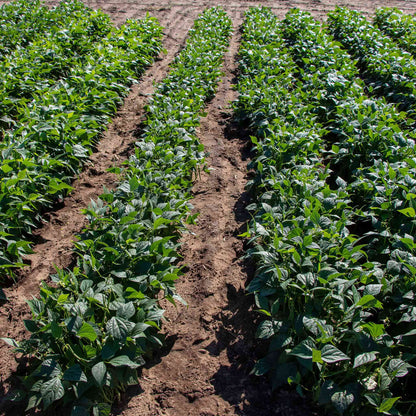 Rows of Elegance beans growing in a garden.