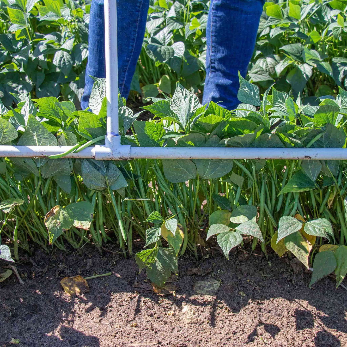 A close-up shot of a row of elegance green beans growing in a garden. 
