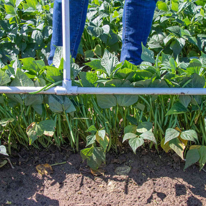 A close-up shot of a row of elegance green beans growing in a garden. 