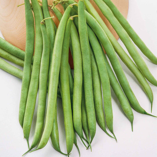 A vibrant greencrop bush bean plant with mature pods ready for harvest, set against a blurred natural background.