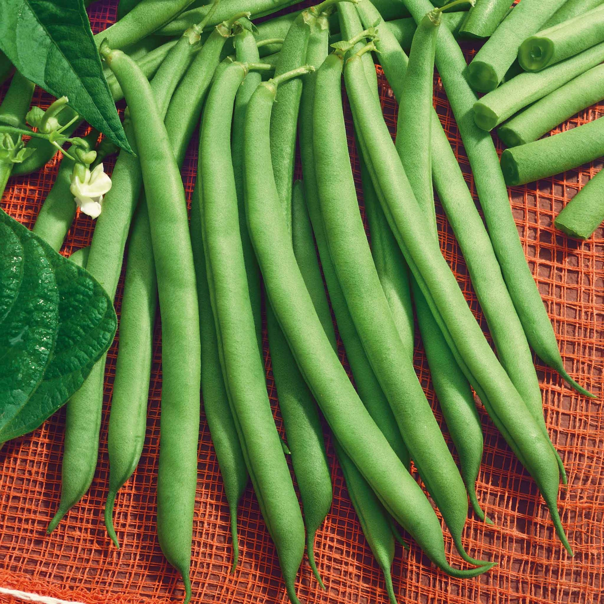 A vibrant, close-up shot of green Harvester beans on a dark background.