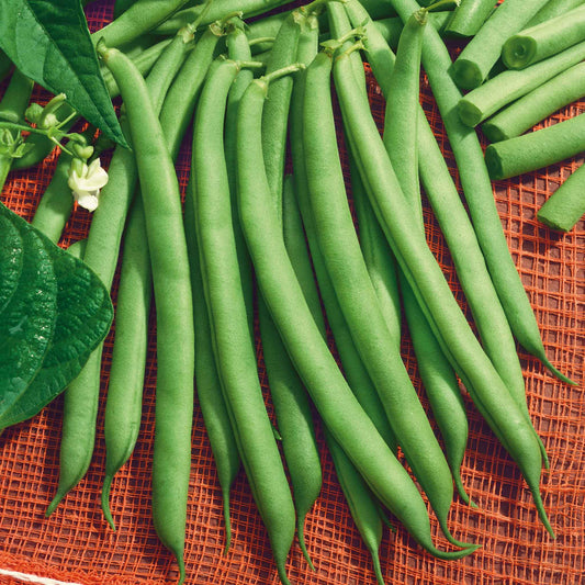 A vibrant, close-up shot of green Harvester beans on a dark background.
