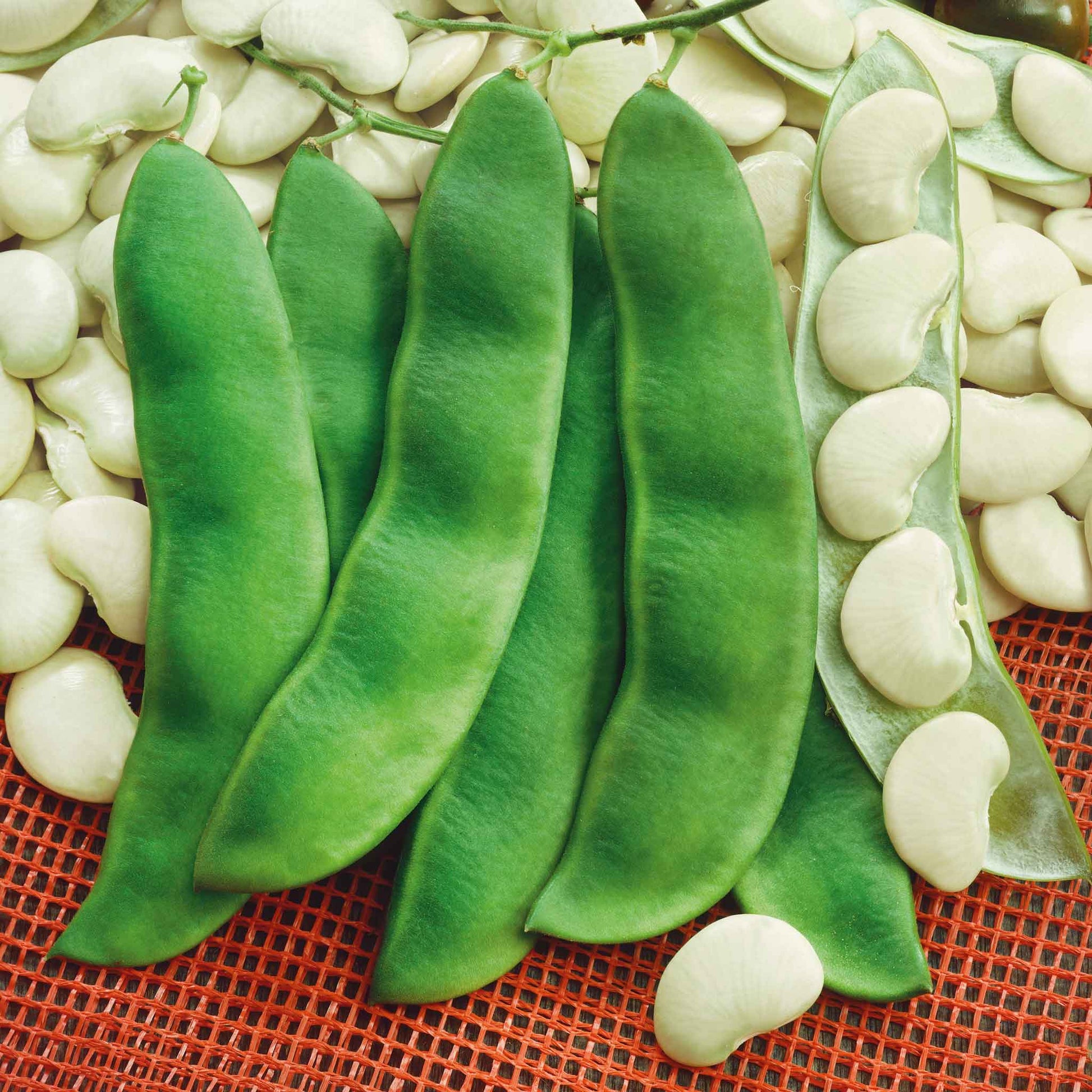 A close-up of several small, light-green Henderson bush lima beans, both shelled and in the pod.