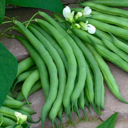 A close-up shot of several green kentucky wonder 125 bean pods on a dark background. | copyright: Floramedia UK Ltd