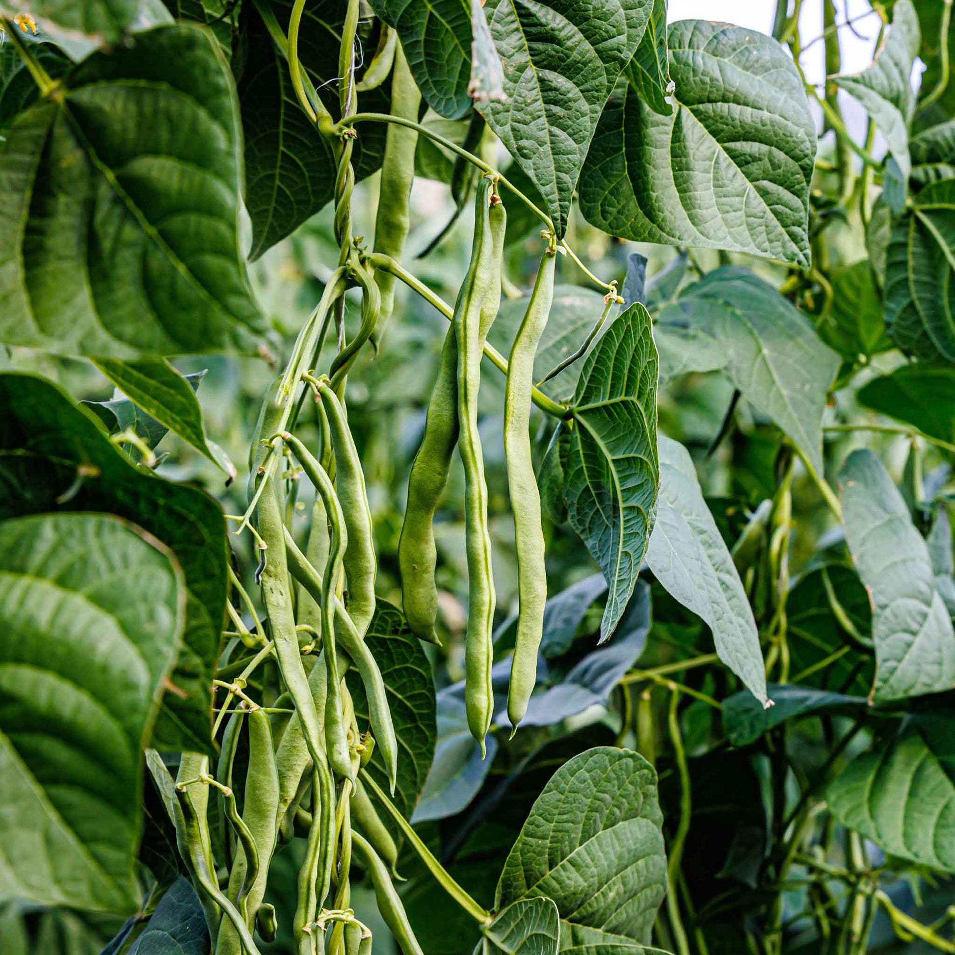 A close-up of light green Kentucky Wonder 125 bean pods clustered together on the plant.