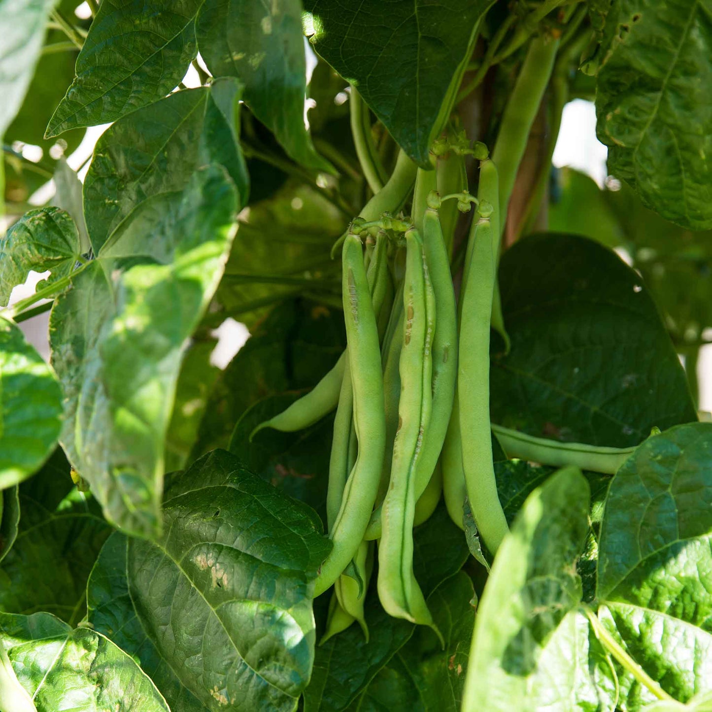 A close-up of light green Kentucky Wonder 125 bean pods clustered together on the plant.