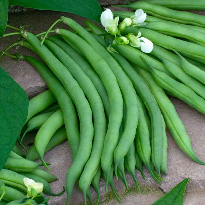 A close-up view of a several lush green kentucky wonder brown beans on a dark background. | copyright: Floramedia UK Ltd