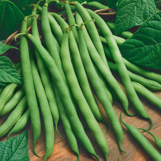 A close-up shot of several green bush lake 274 beans.