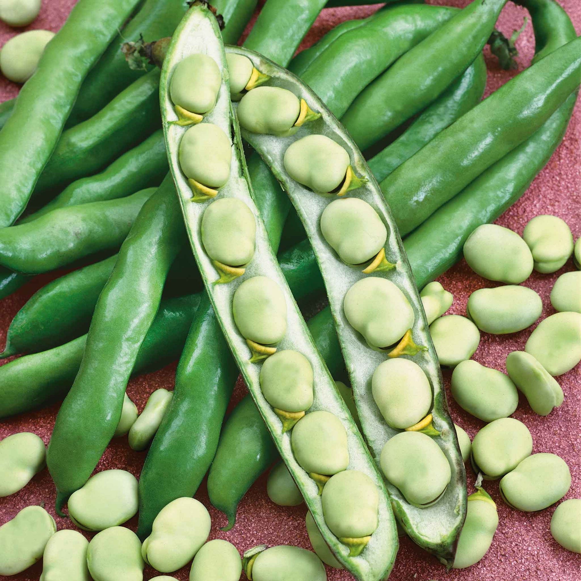 A close-up of several light green broad windsor bean pods, some still whole, with others shelled to reveal the beans.