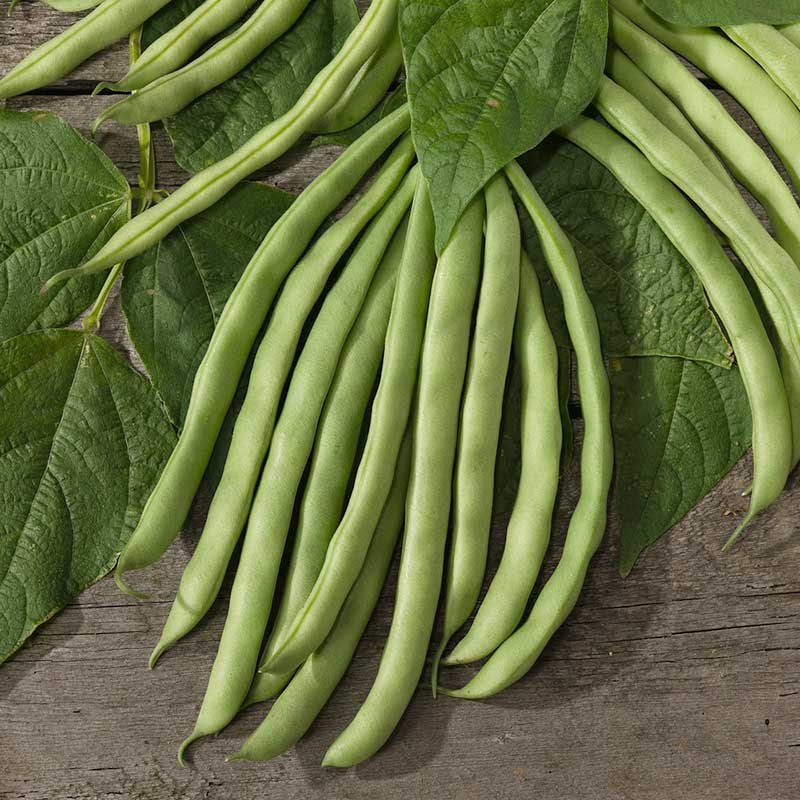 A close-up shot of several green contender beans set on a dark background. | copyright: Floramedia UK Ltd