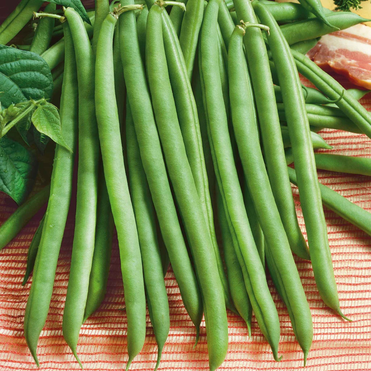 A close-up shot of green Provider bush bean pods on the vine on a neutral background.