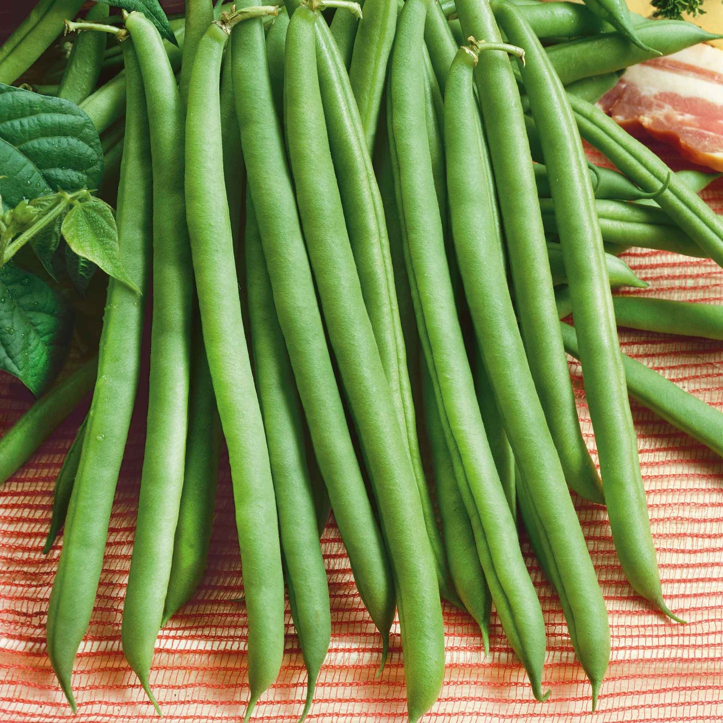 A close-up shot of green Provider bush bean pods on the vine on a neutral background.