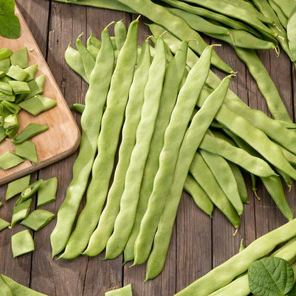 A close-up of vibrant green Romano bean pods on a dark background. | copyright: Floramedia UK Ltd