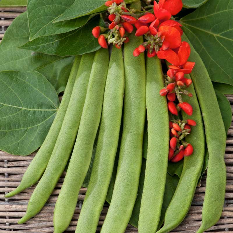 A close-up of vibrant Scarlet Emperor runner beans, showing the flowers and green pods. | copyright: Floramedia UK Ltd