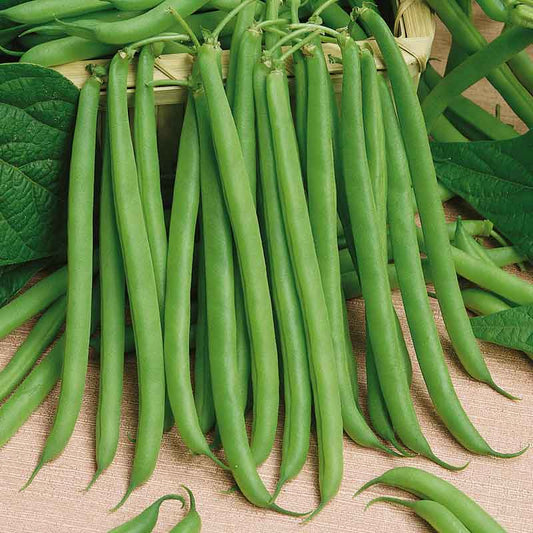 A close-up shot of green slenderette bush bean pods on the vine on a neutral background.