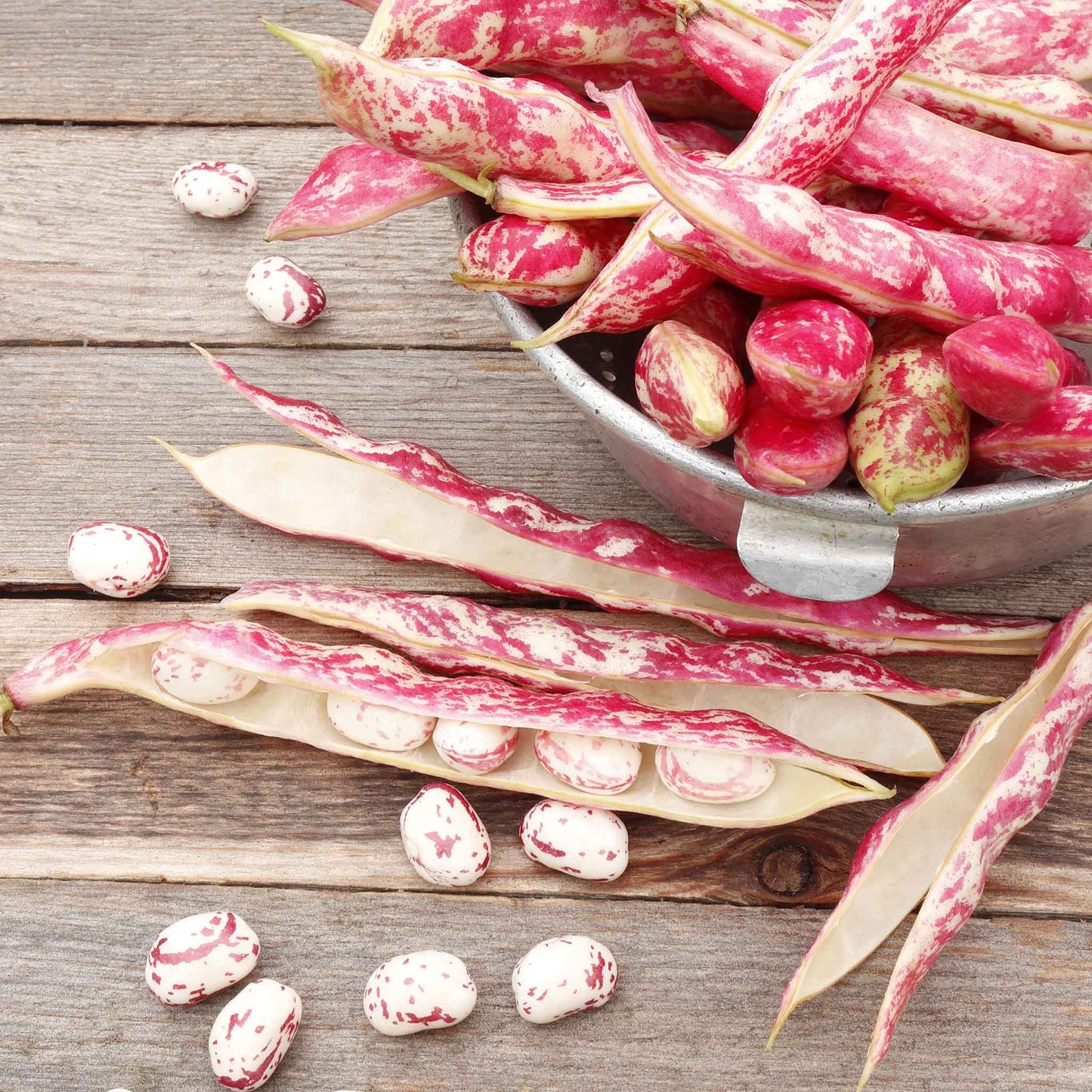 A close-up shot of a handful of speckled, oval-shaped Taylor Dwarf Horticultural beans.