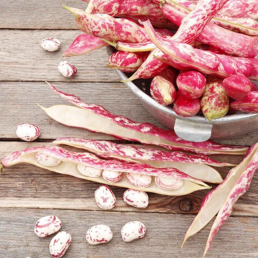 A close-up shot of a handful of speckled, oval-shaped Taylor Dwarf Horticultural beans.