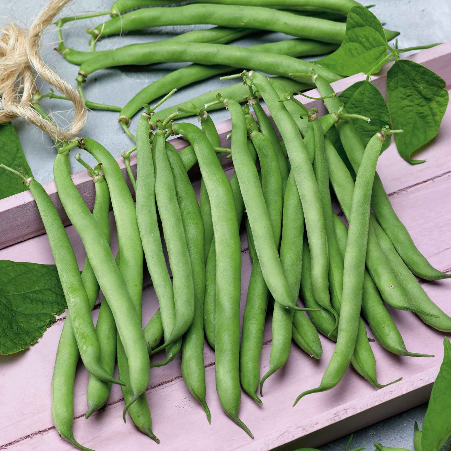 A close-up shot of green Tendergreen bush bean pods on the vine on a neutral background.