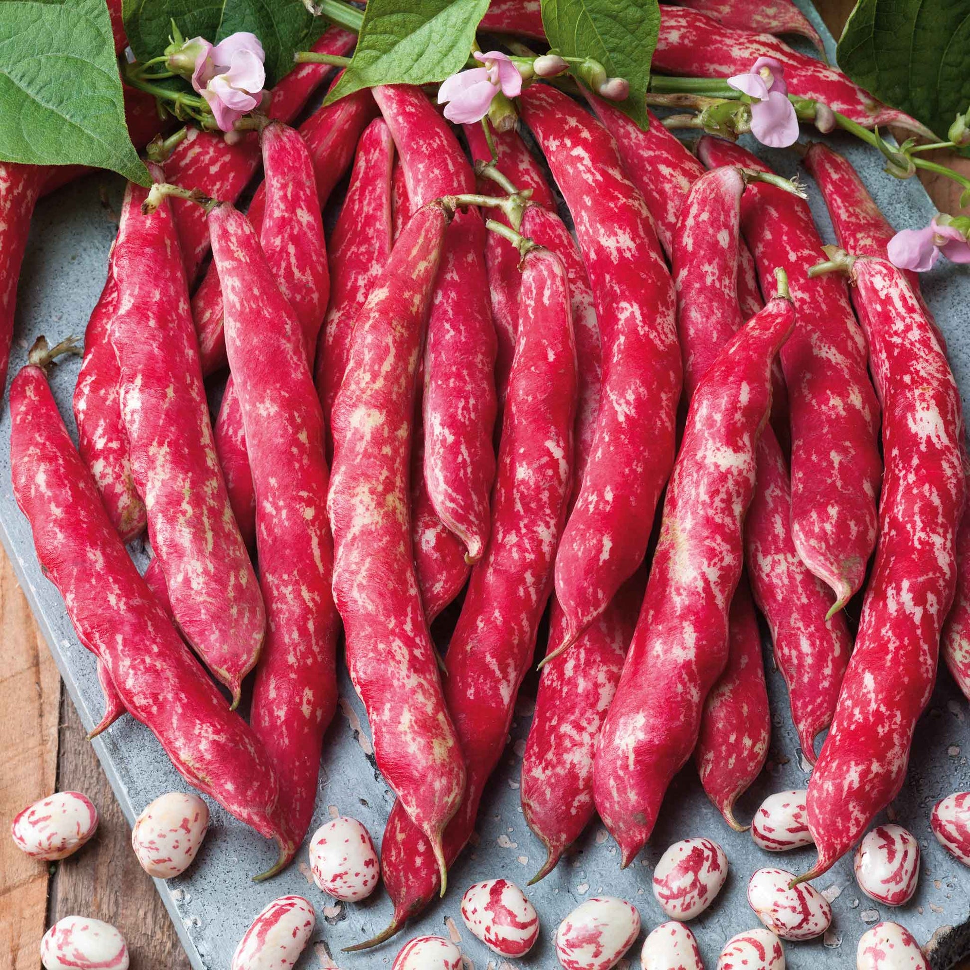 A vibrant close-up of a Tongue of Fire bean pod, showing its distinctive red and cream mottled pattern.