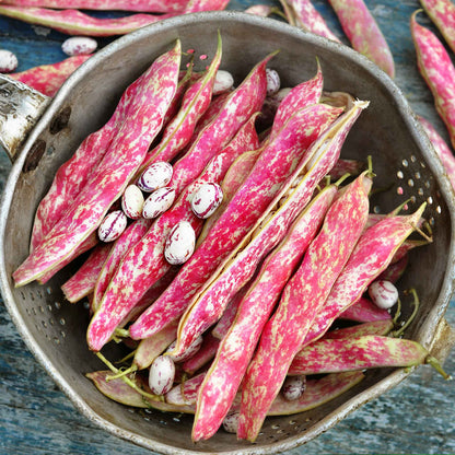 A close-up shot of several speckled borlotto beans in varying shades of white and reddish-brown.