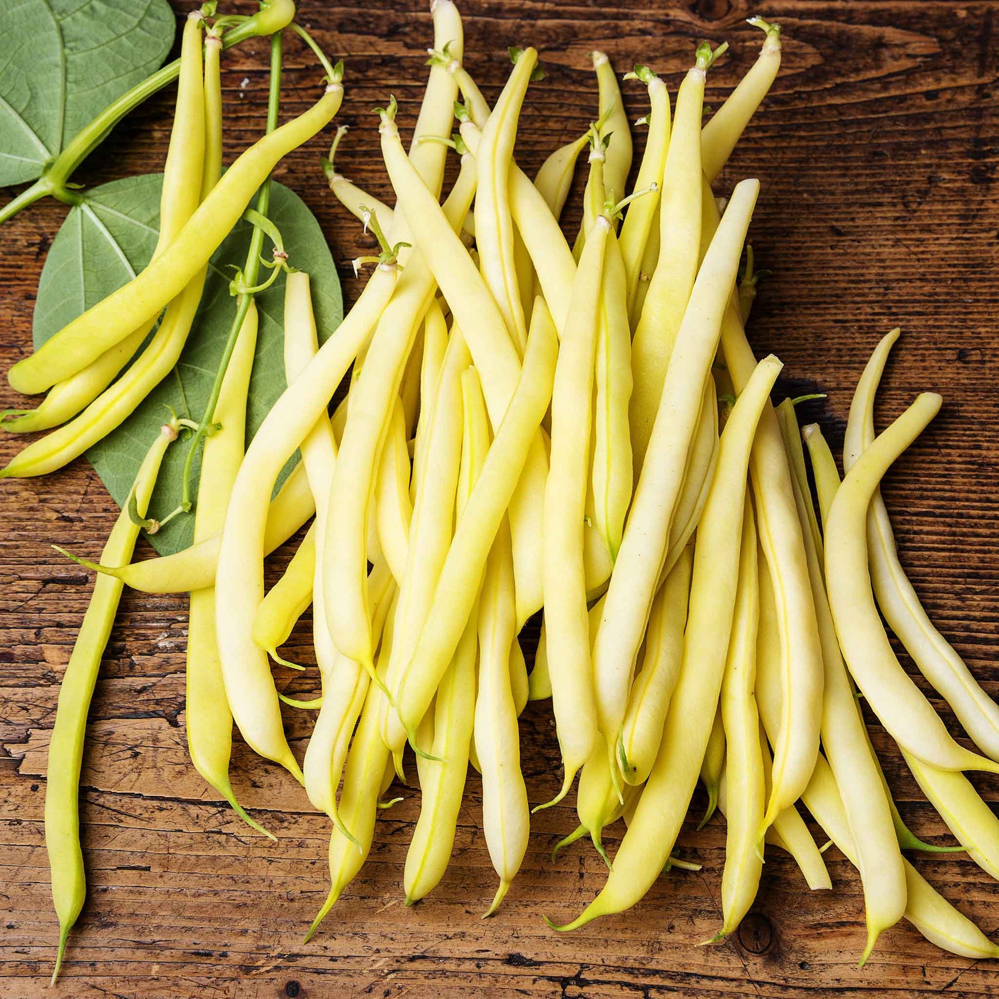 A close-up of several bright yellow Cherokee Wax beans, showcasing their smooth texture and vibrant color.