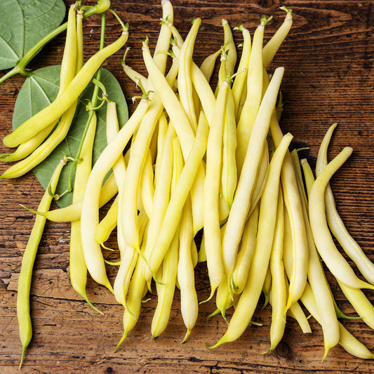 A close-up of several bright yellow Cherokee Wax beans, showcasing their smooth texture and vibrant color.