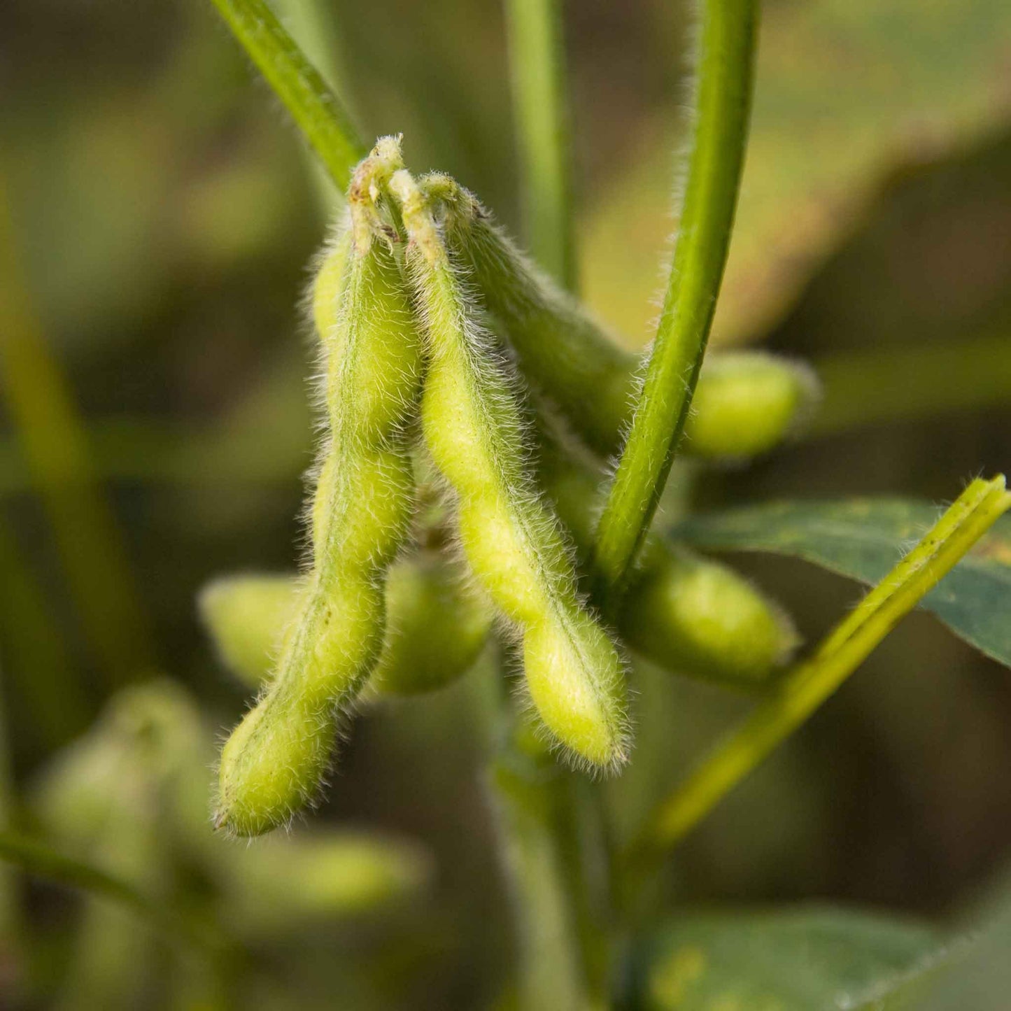 A close-up shot of several bright green, fuzzy edamame pods on the stem.