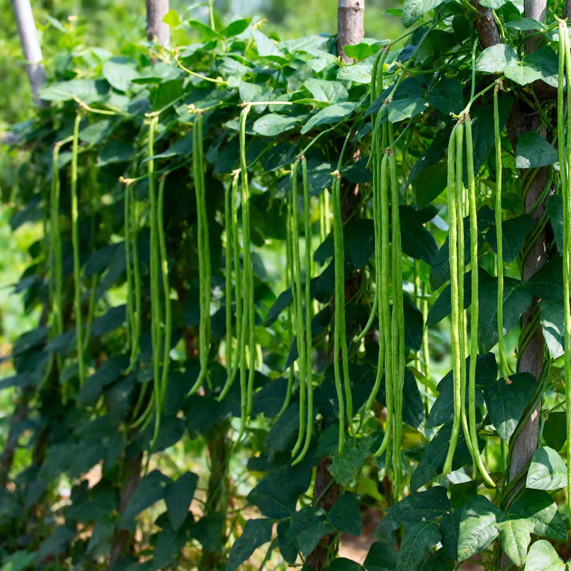Beans orient wonder growing on a plant in a garden.