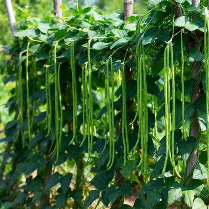 Beans orient wonder growing on a plant in a garden.