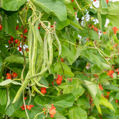 A close-up of vibrant scarlet emperor runner beans hanging from a green plant with lush foliage.