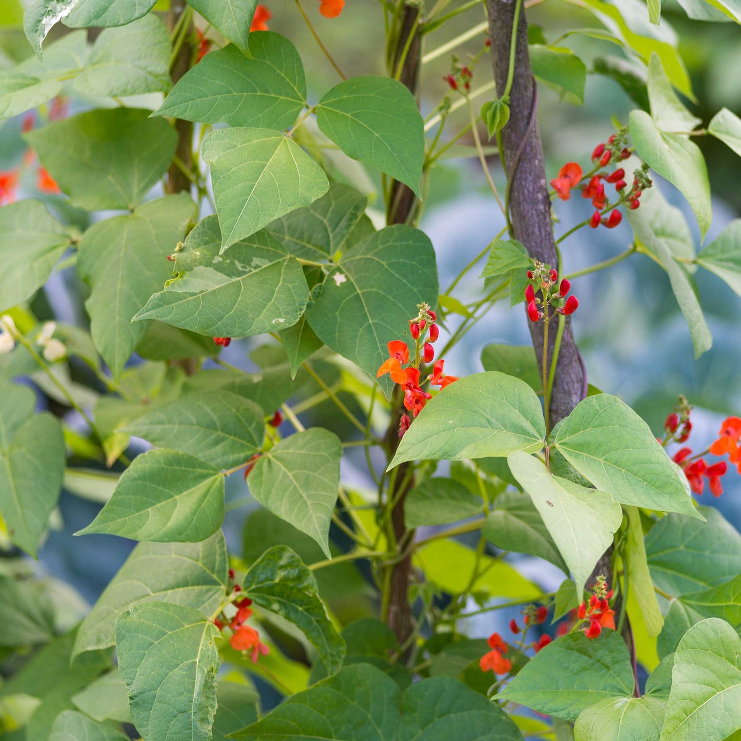 A vibrant close-up of scarlet runner beans on the vine, showcasing their distinctive red flowers and long green pods.