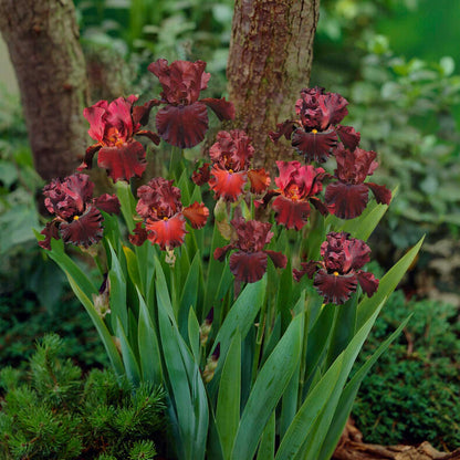 A cluster of 45 days of red bloom bearded iris with green stems growing in a garden setting.