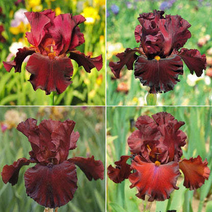 A grid showing the different varieties in the 45 days of red bloom bearded iris mix.
