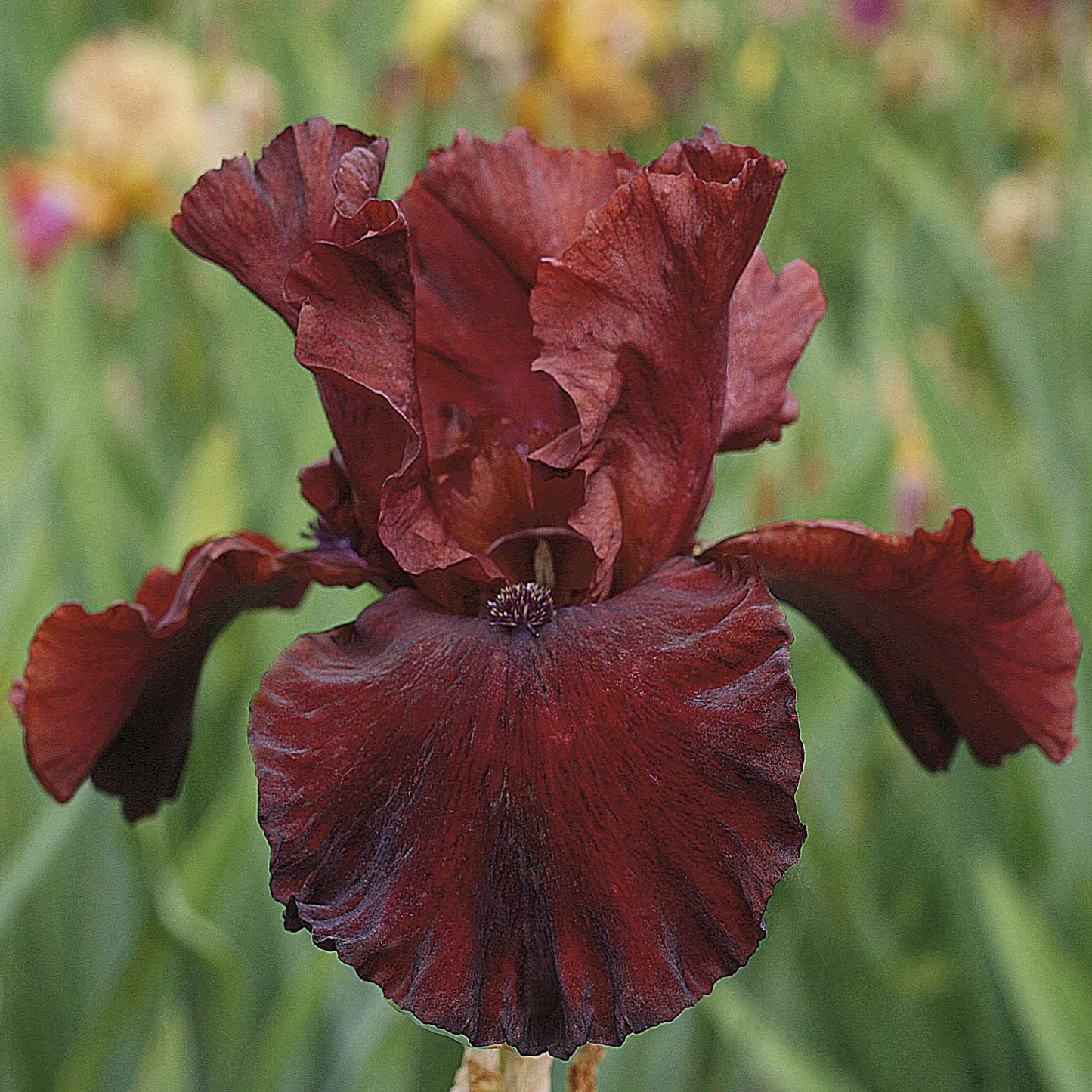 A close-up shot of a single variety of the 45 days of red bloom bearded iris mix, showcasing its delicate petals and vibrant colors.