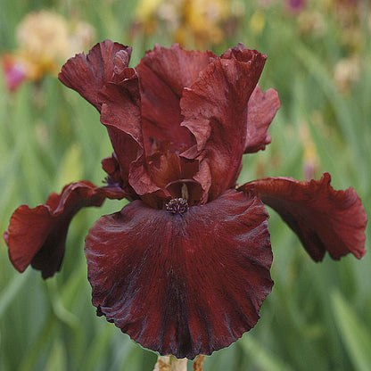 A close-up shot of a single variety of the 45 days of red bloom bearded iris mix, showcasing its delicate petals and vibrant colors.