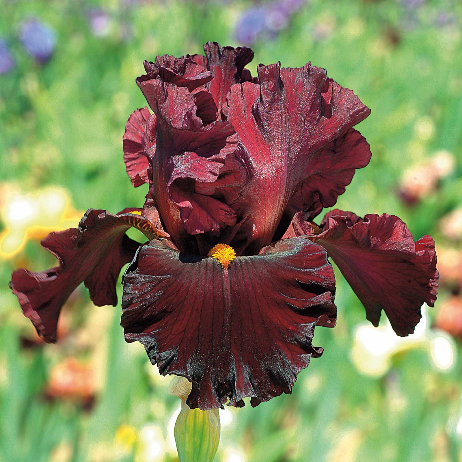 A close-up shot of a single variety of the 45 days of red bloom bearded iris mix, showcasing its delicate petals and vibrant colors.