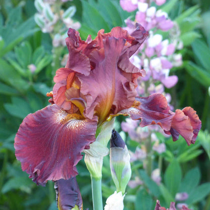 A close-up shot of a single variety of the 45 days of red bloom bearded iris mix, showcasing its delicate petals and vibrant colors.