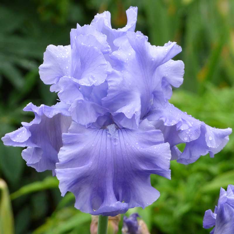 A close-up shot of a single Abiqua Falls Bearded Iris flower, showcasing its vibrant purple color.
