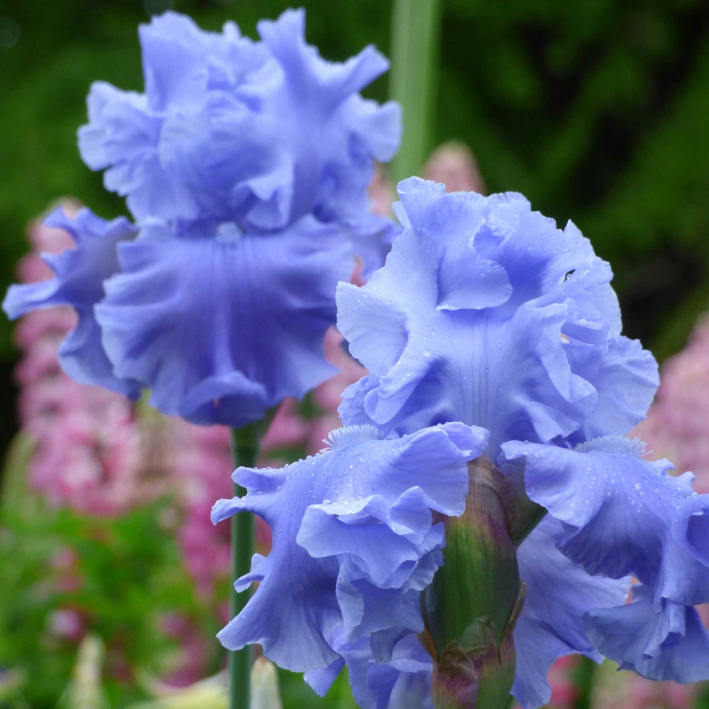 A close-up shot of Abiqua Falls Bearded Iris flowers, showcasing their delicate petals and vibrant colors.