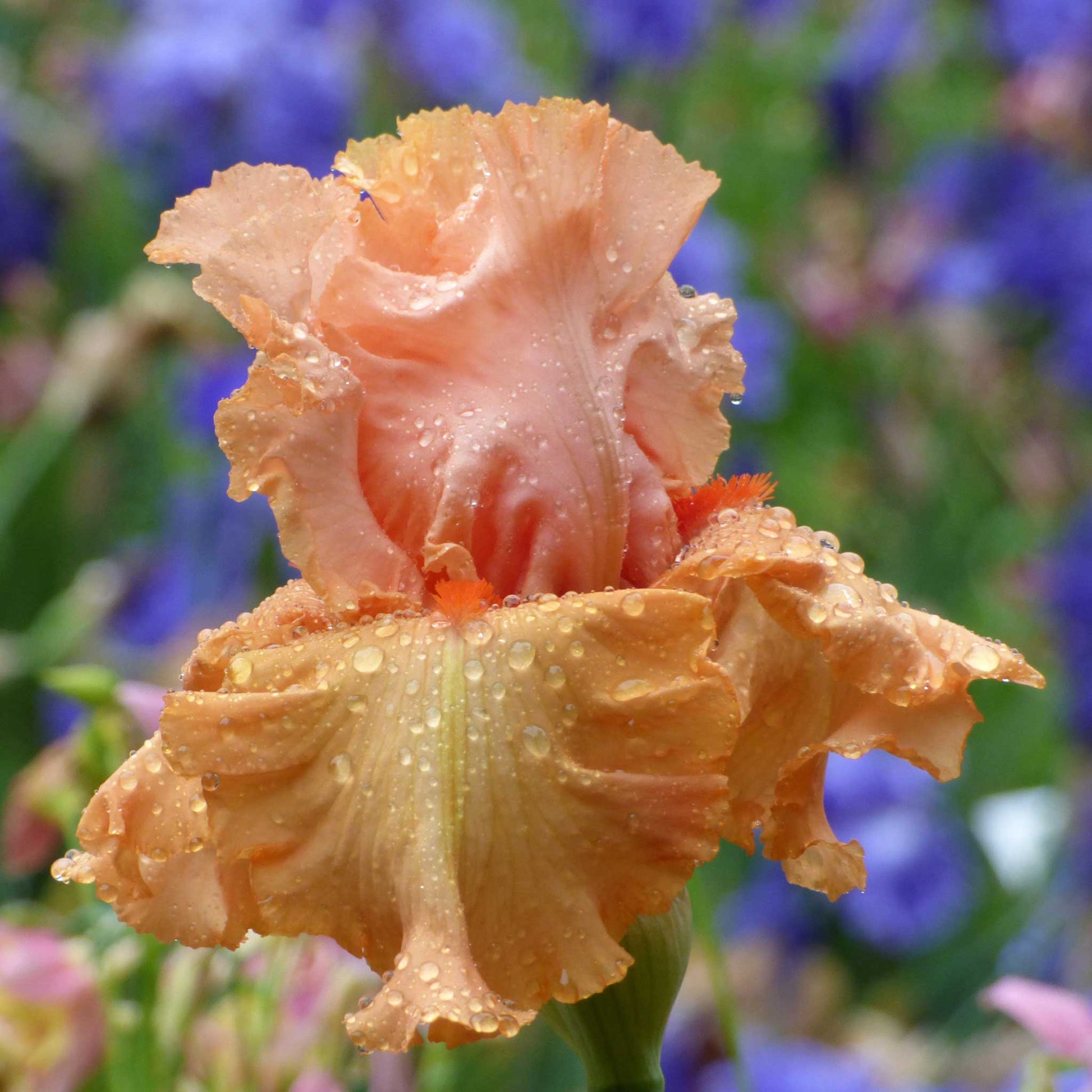 Orange autumn riesling iris flower with water droplets against a blurred background