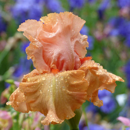 Orange autumn riesling iris flower with water droplets against a blurred background