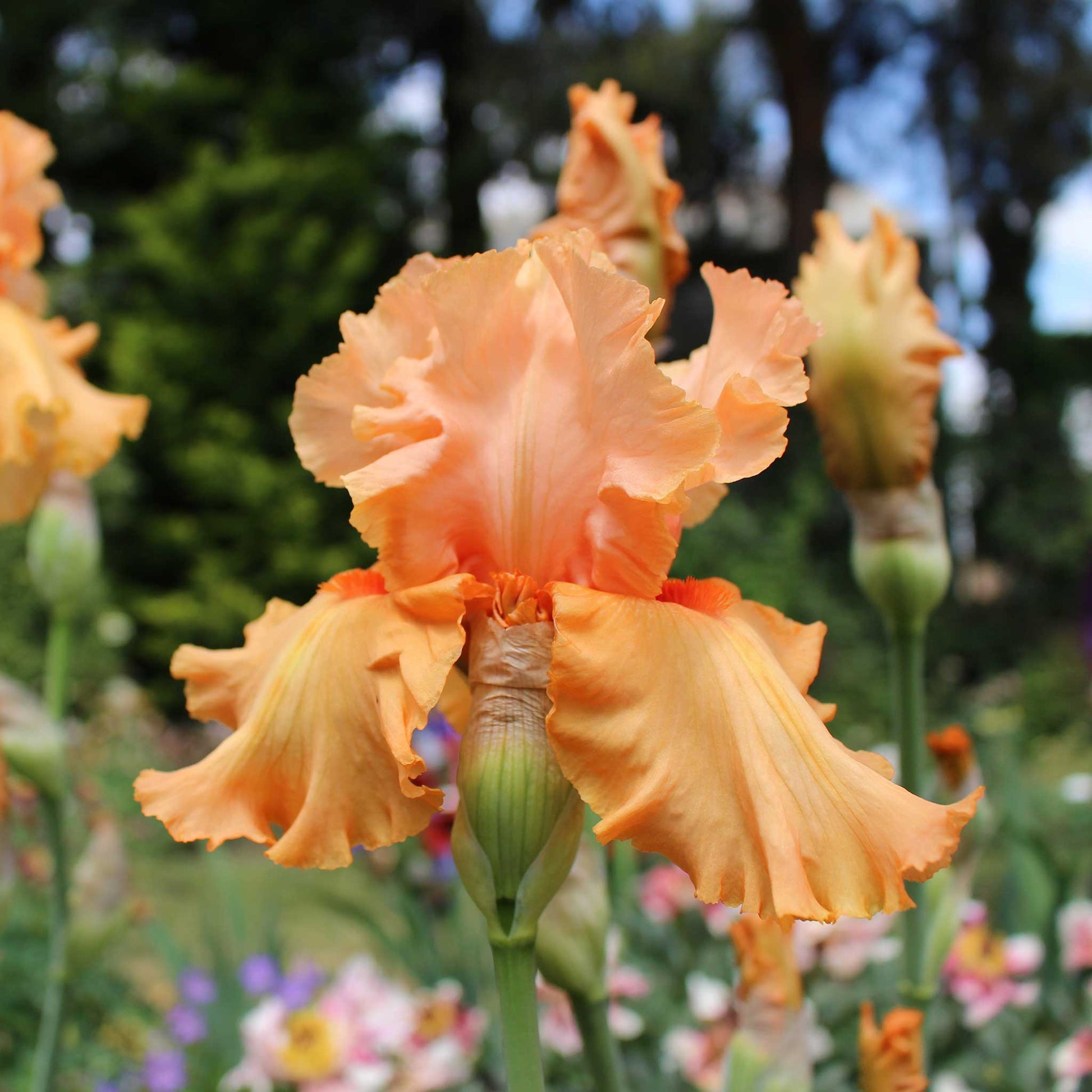 Orange autumn riesling iris flower against a blurred background